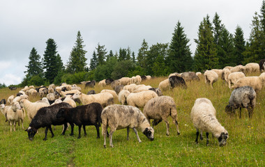 Flock of sheep in the meadow in the Carpathians
