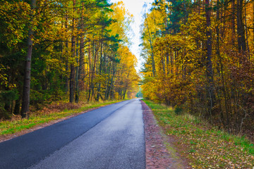 road depths autumn forest trees colorful leaves