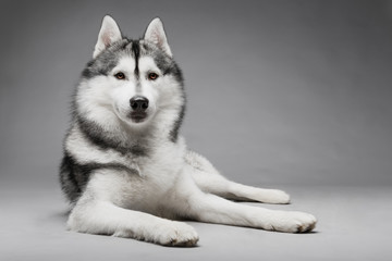 Portrait of siberian husky on gray background - Powered by Adobe