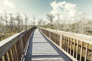 Fototapeta premium Boardwalk in swamp