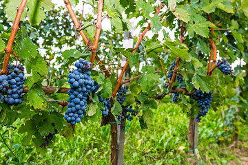 Pinot of ripe Merlot grapes