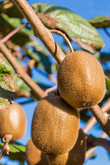 two kiwi fruits
