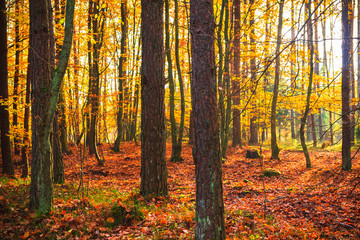 Autumn depths forest trees colorful leaves
