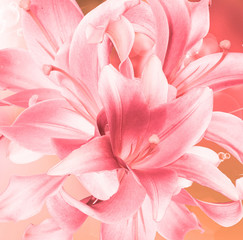 Beautiful flower Lily closeup