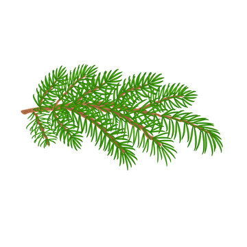 Branch spruce Christmas tree vector illustration