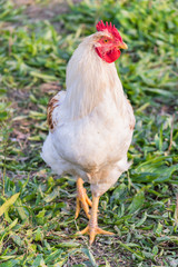 White rooster