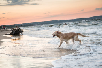 Hond op een strand aan de Oostzee in het district Karlikowo in Sopot, Polen