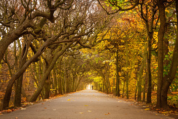 Obraz premium Autumnal alley in the park of Gdansk, Poland