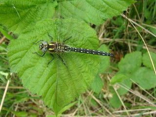 Riesenlibelle