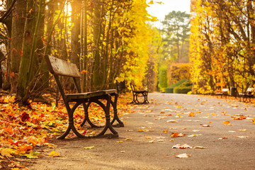 Empty bench in the autumnal park, Poland