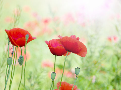 red poppies 