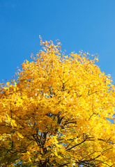 Autumn leaves with the blue sky background