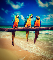 Fototapeta na wymiar Three parrots Blue-and-Yellow Macaw Ara ararauna
