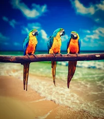 Gordijnen Three parrots Blue-and-Yellow Macaw Ara ararauna © Dmitry Rukhlenko
