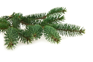 branch of fir-tree
