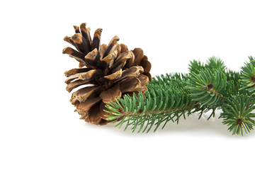 cone and branch of fir-tree