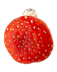 fly-agaric