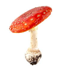 fly-agaric