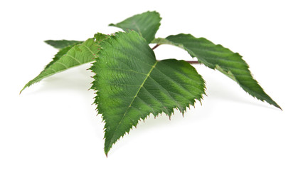 leaves