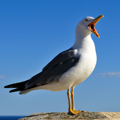The seagull