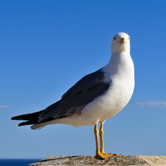 The seagull