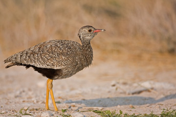 Female Northern Black Korhaan; Eupodotis afraoides.
