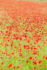 meadow of red poppies