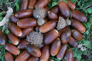ghiande di cerro (Quercus cerris)
