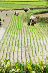 Vietnam Farmer growth rice on the field