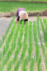 Vietnam Farmer growth rice on the field