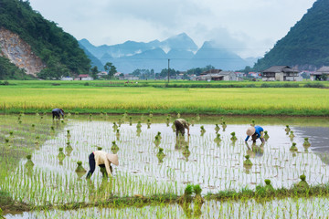 Vietnam Farmer growth rice on the field