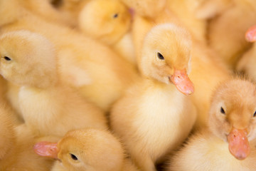 Poultry farm. Ducklings