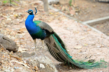 Obraz premium peacock