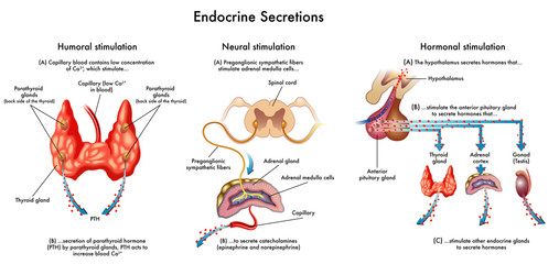 secrezioni endocrine © rob3000