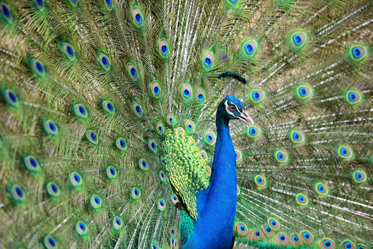 Fototapeta Close up of peacock showing its beautiful feathers