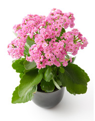Kalanchoe blossfeldiana
