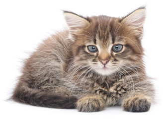 Kitten on a white background