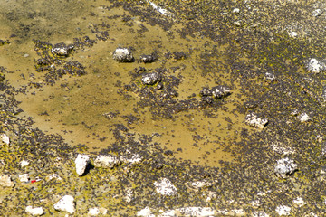 puces d'eau à Mono Lake