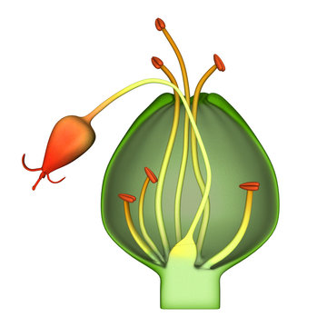 Cyathium