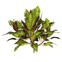 Croton © 7activestudio