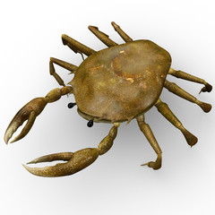 Crab