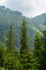 Tatra woods © Rada+