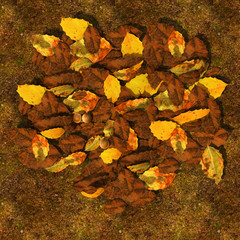 Decomposed leaves