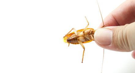 Kill cockroach