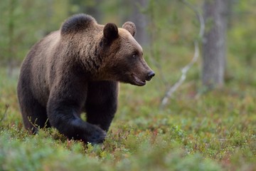 Fototapeta na wymiar Bear walking in the forest