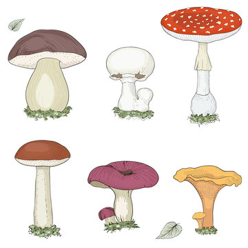 mushrooms set