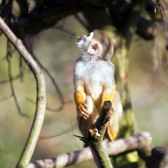Common squirrel monkey