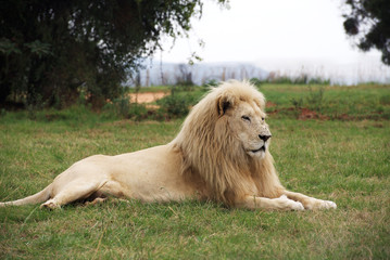 Powerful white lion