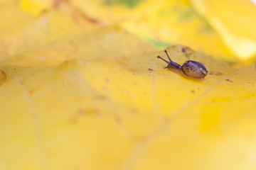 small snail on yellow autumn leave