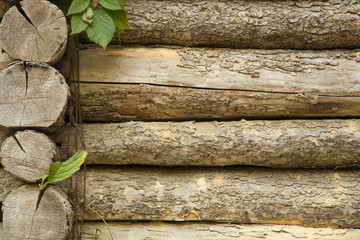 Old pine tree trunks with freen leaves background